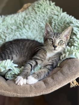 Super needy kitten (watch video) Oats -  Domestic Short Hair Cat for Adoption in Port Orange, Florida - Super Needy Kitten (watch Video) Oats | PetCurious