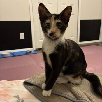 Strawberry Pretzel Salad -  Domestic Short Hair Cat for Adoption in Atlanta, Georgia - Strawberry Pretzel Salad | PetCurious