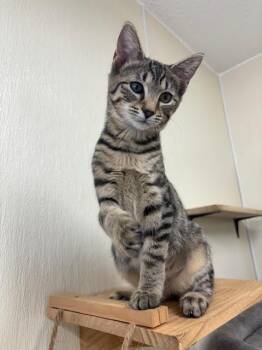 Rescue Tabby Cats for Adoption in Centralia, Illinois - Arwen | PetCurious