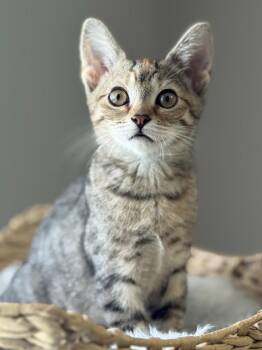 Zoey -  Domestic Short Hair Cat for Adoption in West Palm Beach, Florida - Zoey | PetCurious