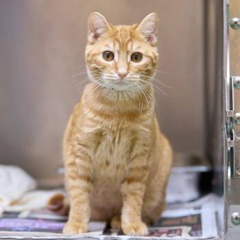 LAYCE -  Domestic Short Hair Cat for Adoption in Memphis, Tennessee - LAYCE | PetCurious