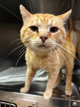 Henry -  Domestic Short Hair Cat for Adoption in Lima, Ohio - Henry | PetCurious