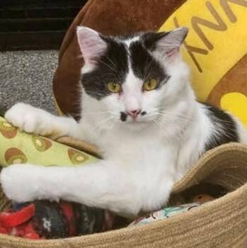 Charlie Chaplin -  Domestic Medium Hair Cat for Adoption - Charlie Chaplin | PetCurious