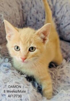 Damon -  Domestic Short Hair Cat for Adoption - Damon | PetCurious