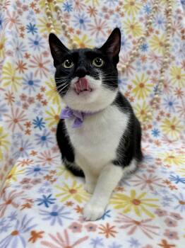 Domestic Short Hair Cats Available for Adoption - Shrimp | PetCurious