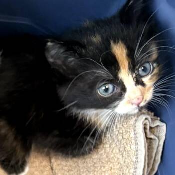 Domestic Short Hair Cats Available for Adoption in Sand Springs, Oklahoma - Valley Litter 5 | PetCurious