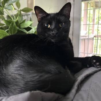 Houdini -  Domestic Short Hair Cat for Adoption in Georgetown, Kentucky - Houdini | PetCurious