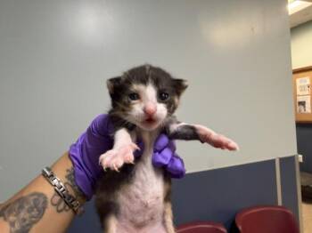 Domestic Short Hair Cats Available for Adoption in Doral, Florida - FIFI | PetCurious