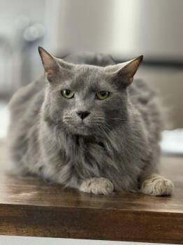 Domestic Medium Hair Cats Available for Adoption in Phoenix, Arizona - Jasper | PetCurious
