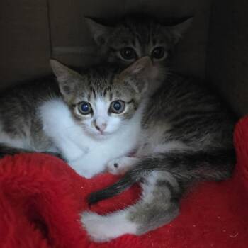 Para 26-0429 -  Domestic Short Hair Cat for Adoption in Yanceyville, North Carolina - Para 26-0429 | PetCurious