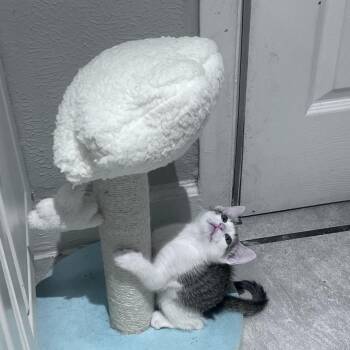 Domestic Medium Hair Cats Available for Adoption in Austin, Texas - Alpine Winter 6 | PetCurious