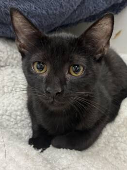 Ezra -  Domestic Short Hair Cat for Adoption in Danville, Vermont - Ezra | PetCurious
