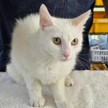 Rose -  Domestic Short Hair Cat for Adoption in Chapel Hill, North Carolina - Rose | PetCurious