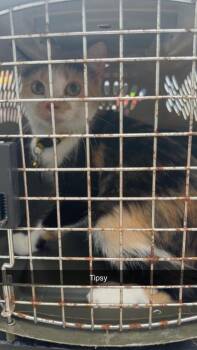Tipsy -  Domestic Short Hair Cat for Adoption in Greensburg, Indiana - Tipsy | PetCurious