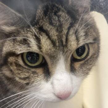 Whiskey -  Domestic Short Hair Cat for Adoption in Marshall, Virginia - Whiskey | PetCurious