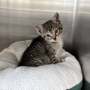 Sophia -  Domestic Short Hair Cat for Adoption in Canton, Illinois - Sophia | PetCurious