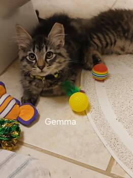 Gemma -  Domestic Long Hair Cat for Adoption in Elk Grove, California - Gemma | PetCurious