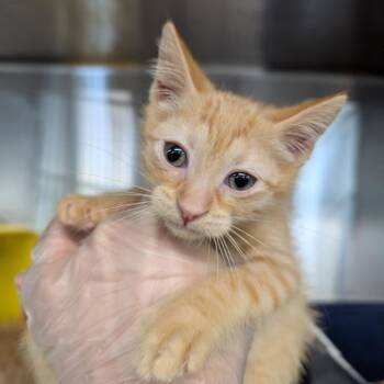 Cheez-It -  Domestic Short Hair Cat for Adoption in Manhattan, Kansas - Cheez-It | PetCurious