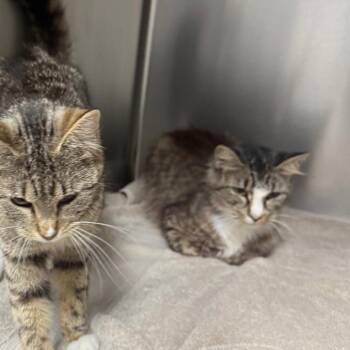 Muffin -  Domestic Long Hair Cat for Adoption in Normal, Illinois - Muffin | PetCurious