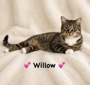 Willow -  Tabby Cat for Adoption in Copley, Ohio - Willow | PetCurious