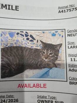 Domestic Short Hair Cats Available for Adoption - Emile | PetCurious