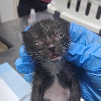Mensa -  Domestic Short Hair Cat for Adoption in Summerville, South Carolina - Mensa | PetCurious