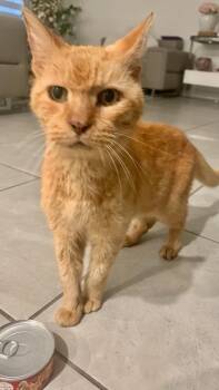 Domestic Short Hair Cats Available for Adoption - SHRIMP | PetCurious