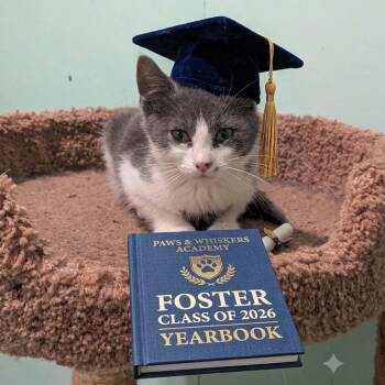 Mr McGregor -  Domestic Short Hair Cat for Adoption in Binghamton, New York - Mr McGregor | PetCurious