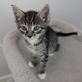 Rescue Domestic Short Hair Cats for Adoption in North Port, Florida - Diesel - Available 6/23 | PetCurious