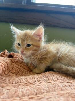 Leone -  Domestic Short Hair Cat for Adoption in Minneapolis, Minnesota - Leone | PetCurious