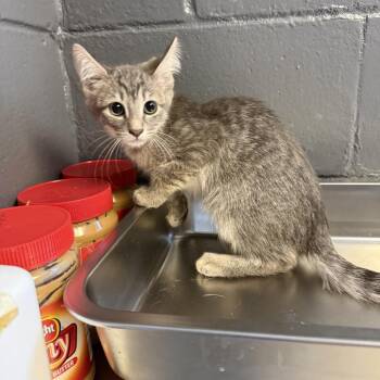 TUSC-Stray-85543_2_3 -  Domestic Short Hair Cat for Adoption in Tuscaloosa, Alabama - TUSC-Stray-85543_2_3 | PetCurious
