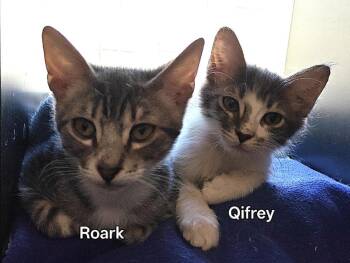 Qifrey -  Domestic Medium Hair Cat for Adoption in Phoenix, Arizona - Qifrey | PetCurious
