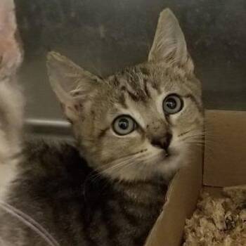 Beetle -  Domestic Short Hair Cat for Adoption in Philadelphia, Pennsylvania - Beetle | PetCurious