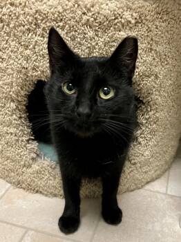 Roxy -  Domestic Short Hair Cat for Adoption in Warrington, Pennsylvania - Roxy | PetCurious