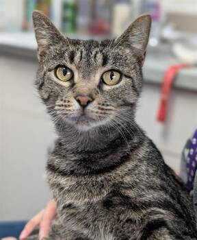 BARBIE -  Domestic Short Hair Cat for Adoption in Canfield, Ohio - BARBIE | PetCurious