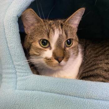 Sheena -  Domestic Short Hair Cat for Adoption in Westhampton, New York - Sheena | PetCurious