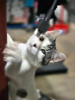 Domestic Short Hair Cats Available for Adoption - Labubu - Felv+ | PetCurious