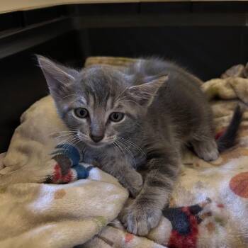 Pizza Hut -  Domestic Short Hair Cat for Adoption in Wichita, Kansas - Pizza Hut | PetCurious