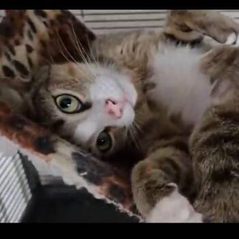 Domestic Short Hair Cats Available for Adoption in Buffalo, New York - CHARMING | PetCurious