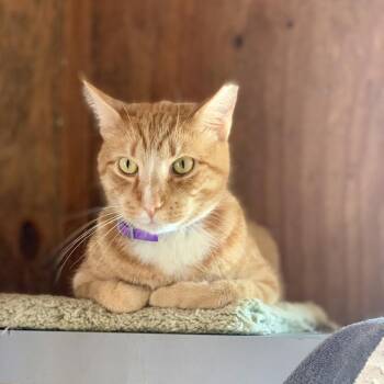 OJ -  Domestic Short Hair Cat for Adoption in Freeport, Florida - OJ | PetCurious