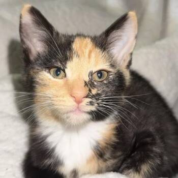 Domestic Short Hair Cats Available for Adoption in Springfield, Illinois - Tootsie Pop | PetCurious