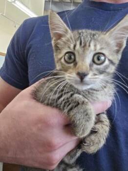 Felina -  Domestic Short Hair Cat for Adoption in New Orleans, Louisiana - Felina | PetCurious