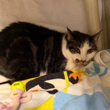 Domestic Short Hair Cats Available for Adoption - Pig Wig | PetCurious