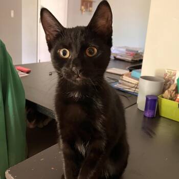 Orion -  Domestic Short Hair Cat for Adoption in Springfield, Oregon - Orion | PetCurious