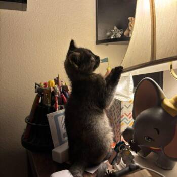 Razzles -  Domestic Short Hair Cat for Adoption in Tampa, Florida - Razzles | PetCurious