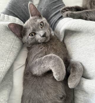 Daydream (bonded with Dewdrop) -  Domestic Short Hair Cat for Adoption in Vaughan, Ontario - Daydream (bonded With Dewdrop) | PetCurious