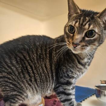 Willoughby -  Domestic Medium Hair Cat for Adoption in Harrisonburg, Virginia - Willoughby | PetCurious