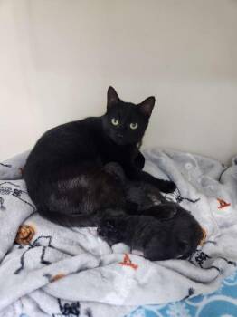 Calamity Jane -  Domestic Short Hair Cat Available for Adoption in Westfield, Wisconsin - Calamity Jane | PetCurious