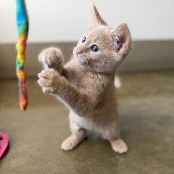Pooh Bear -  Domestic Short Hair Cat for Adoption in Green Bay, Wisconsin - Pooh Bear | PetCurious