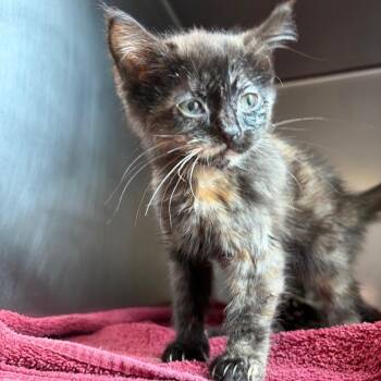 Michonne -  Domestic Short Hair Cat for Adoption in Council Bluffs, Iowa - Michonne | PetCurious